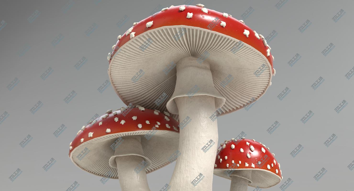 images/goods_img/202105072/Amanita Mushrooms/2.jpg